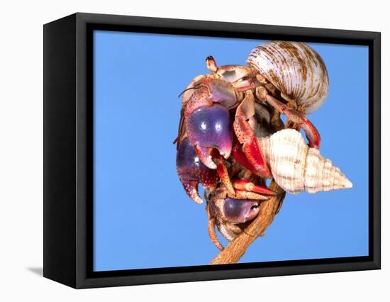 Land Hermit Crab, Florida, USA-David Northcott-Framed Stretched Canvas