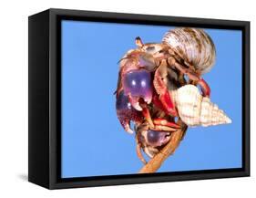 Land Hermit Crab, Florida, USA-David Northcott-Framed Stretched Canvas