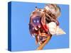 Land Hermit Crab, Florida, USA-David Northcott-Stretched Canvas