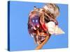 Land Hermit Crab, Florida, USA-David Northcott-Stretched Canvas