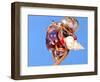 Land Hermit Crab, Florida, USA-David Northcott-Framed Photographic Print