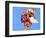 Land Hermit Crab, Florida, USA-David Northcott-Framed Photographic Print