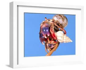 Land Hermit Crab, Florida, USA-David Northcott-Framed Photographic Print