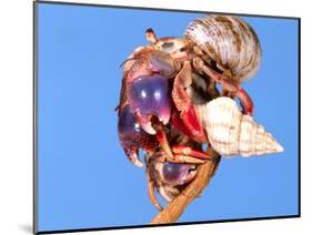 Land Hermit Crab, Florida, USA-David Northcott-Mounted Photographic Print