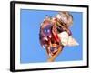 Land Hermit Crab, Florida, USA-David Northcott-Framed Photographic Print