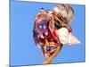 Land Hermit Crab, Florida, USA-David Northcott-Mounted Photographic Print