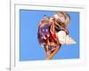 Land Hermit Crab, Florida, USA-David Northcott-Framed Photographic Print