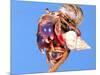 Land Hermit Crab, Florida, USA-David Northcott-Mounted Photographic Print