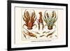 Land Hermit Crab, Norway Lobster, Shrimp, Amphopods-Albertus Seba-Framed Art Print