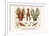 Land Hermit Crab, Norway Lobster, Shrimp, Amphopods-Albertus Seba-Framed Premium Giclee Print