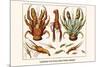 Land Hermit Crab, Norway Lobster, Shrimp, Amphopods-Albertus Seba-Mounted Premium Giclee Print