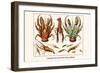 Land Hermit Crab, Norway Lobster, Shrimp, Amphopods-Albertus Seba-Framed Art Print