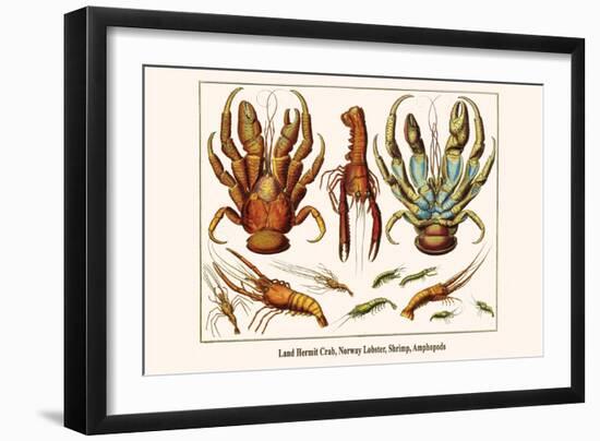 Land Hermit Crab, Norway Lobster, Shrimp, Amphopods-Albertus Seba-Framed Art Print