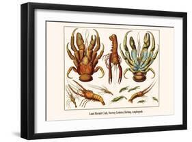 Land Hermit Crab, Norway Lobster, Shrimp, Amphopods-Albertus Seba-Framed Art Print