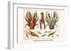 Land Hermit Crab, Norway Lobster, Shrimp, Amphopods-Albertus Seba-Framed Art Print