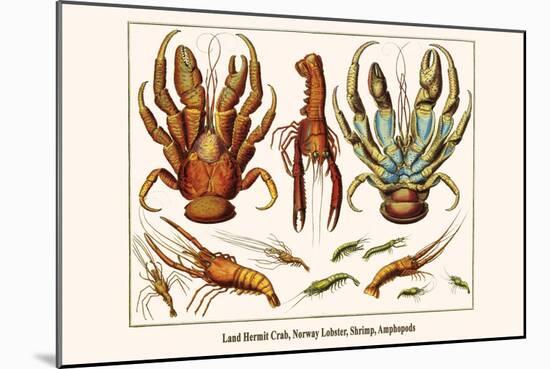 Land Hermit Crab, Norway Lobster, Shrimp, Amphopods-Albertus Seba-Mounted Art Print