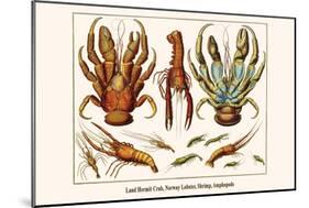 Land Hermit Crab, Norway Lobster, Shrimp, Amphopods-Albertus Seba-Mounted Art Print