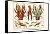 Land Hermit Crab, Norway Lobster, Shrimp, Amphopods-Albertus Seba-Framed Stretched Canvas