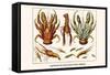 Land Hermit Crab, Norway Lobster, Shrimp, Amphopods-Albertus Seba-Framed Stretched Canvas