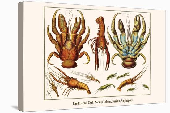 Land Hermit Crab, Norway Lobster, Shrimp, Amphopods-Albertus Seba-Stretched Canvas