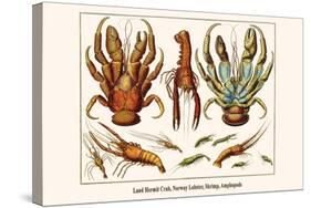 Land Hermit Crab, Norway Lobster, Shrimp, Amphopods-Albertus Seba-Stretched Canvas