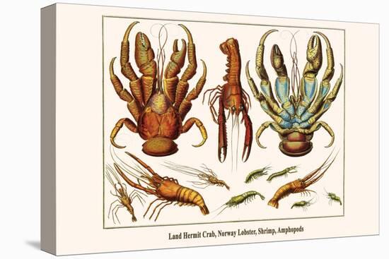 Land Hermit Crab, Norway Lobster, Shrimp, Amphopods-Albertus Seba-Stretched Canvas