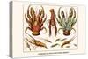 Land Hermit Crab, Norway Lobster, Shrimp, Amphopods-Albertus Seba-Stretched Canvas