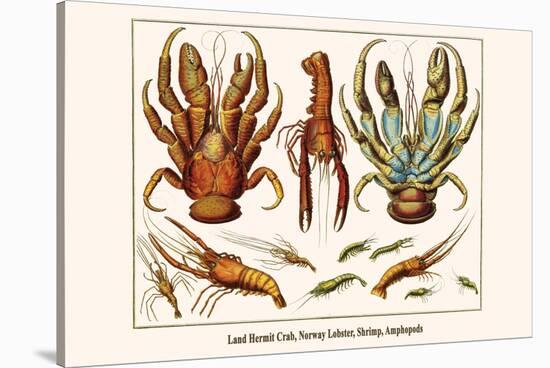 Land Hermit Crab, Norway Lobster, Shrimp, Amphopods-Albertus Seba-Stretched Canvas