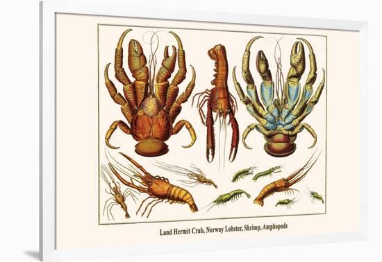 Land Hermit Crab, Norway Lobster, Shrimp, Amphopods-Albertus Seba-Framed Art Print