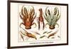 Land Hermit Crab, Norway Lobster, Shrimp, Amphopods-Albertus Seba-Framed Art Print