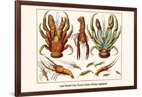 Land Hermit Crab, Norway Lobster, Shrimp, Amphopods-Albertus Seba-Framed Art Print