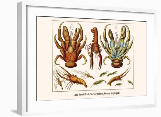 Land Hermit Crab, Norway Lobster, Shrimp, Amphopods-Albertus Seba-Framed Art Print