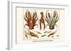 Land Hermit Crab, Norway Lobster, Shrimp, Amphopods-Albertus Seba-Framed Art Print