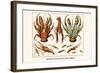 Land Hermit Crab, Norway Lobster, Shrimp, Amphopods-Albertus Seba-Framed Art Print