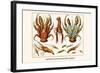 Land Hermit Crab, Norway Lobster, Shrimp, Amphopods-Albertus Seba-Framed Art Print