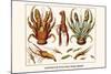 Land Hermit Crab, Norway Lobster, Shrimp, Amphopods-Albertus Seba-Mounted Art Print