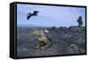 Land Iguana in Galapagos Islands National Park-null-Framed Stretched Canvas