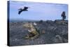 Land Iguana in Galapagos Islands National Park-null-Stretched Canvas