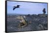 Land Iguana in Galapagos Islands National Park-null-Framed Stretched Canvas