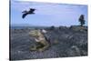 Land Iguana in Galapagos Islands National Park-null-Stretched Canvas