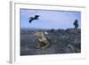 Land Iguana in Galapagos Islands National Park-null-Framed Photographic Print