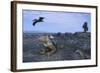 Land Iguana in Galapagos Islands National Park-null-Framed Photographic Print