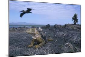 Land Iguana in Galapagos Islands National Park-null-Mounted Photographic Print
