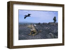 Land Iguana in Galapagos Islands National Park-null-Framed Photographic Print