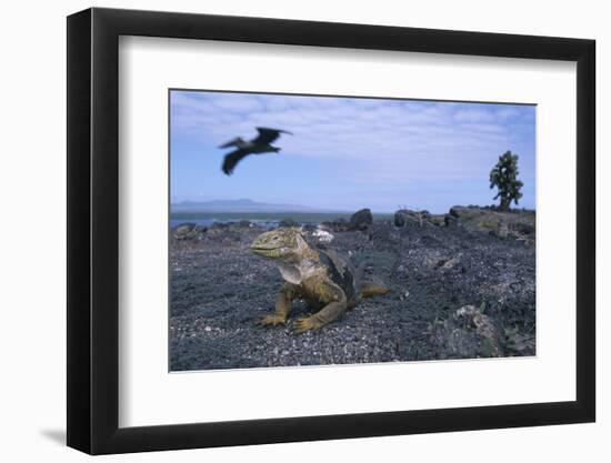 Land Iguana in Galapagos Islands National Park-null-Framed Photographic Print