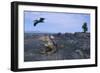 Land Iguana in Galapagos Islands National Park-null-Framed Photographic Print