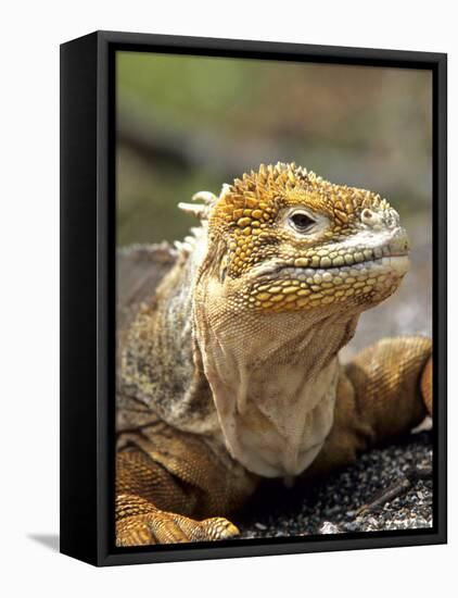 Land Iguana, Isla Isabela, Galapagos Islands, Ecuador-Michael DeFreitas-Framed Stretched Canvas