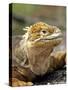 Land Iguana, Isla Isabela, Galapagos Islands, Ecuador-Michael DeFreitas-Stretched Canvas