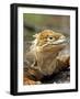 Land Iguana, Isla Isabela, Galapagos Islands, Ecuador-Michael DeFreitas-Framed Photographic Print