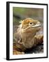 Land Iguana, Isla Isabela, Galapagos Islands, Ecuador-Michael DeFreitas-Framed Photographic Print